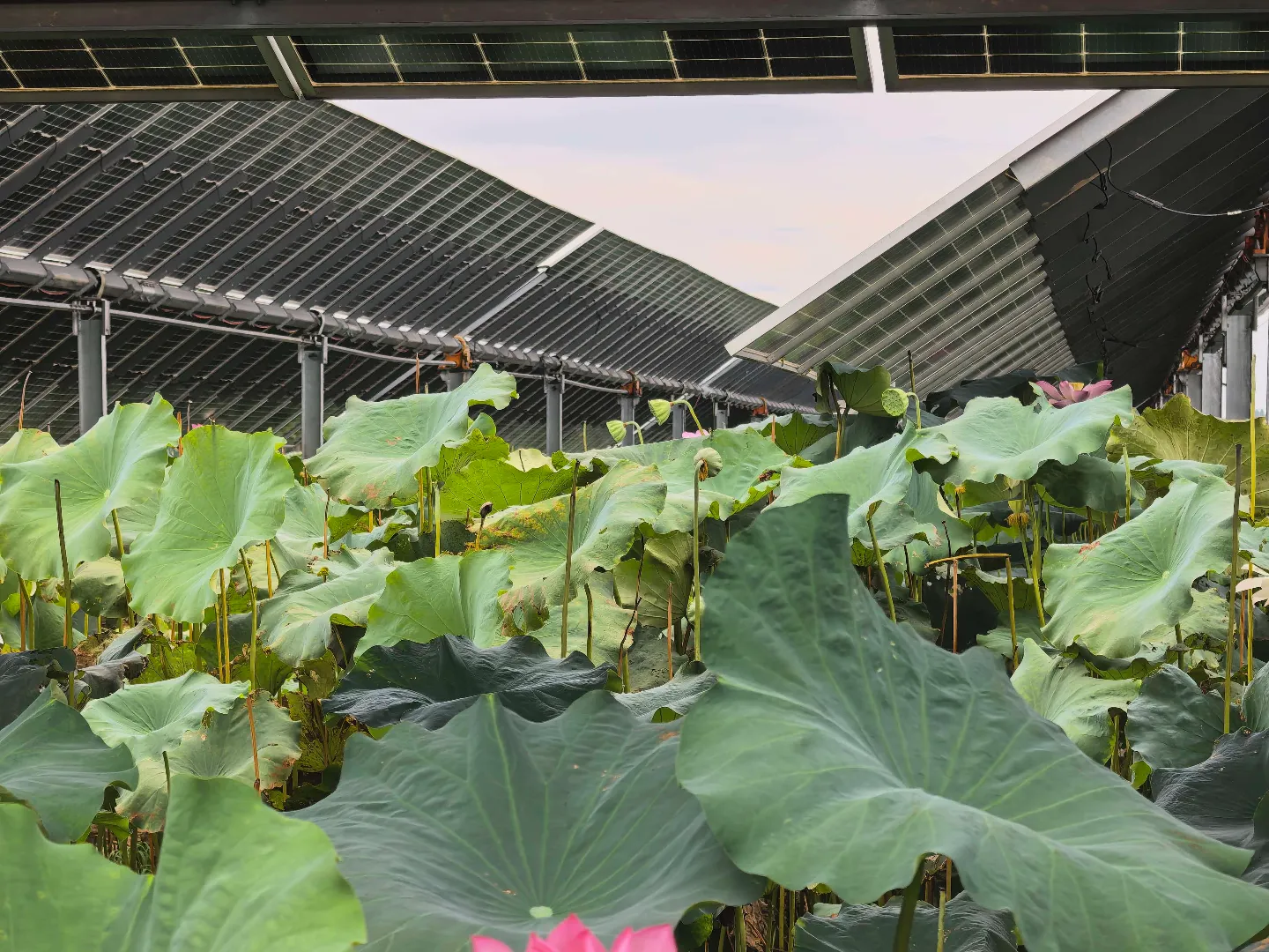 Agrivoltaic solar tracker panels installed above a lotus farm
