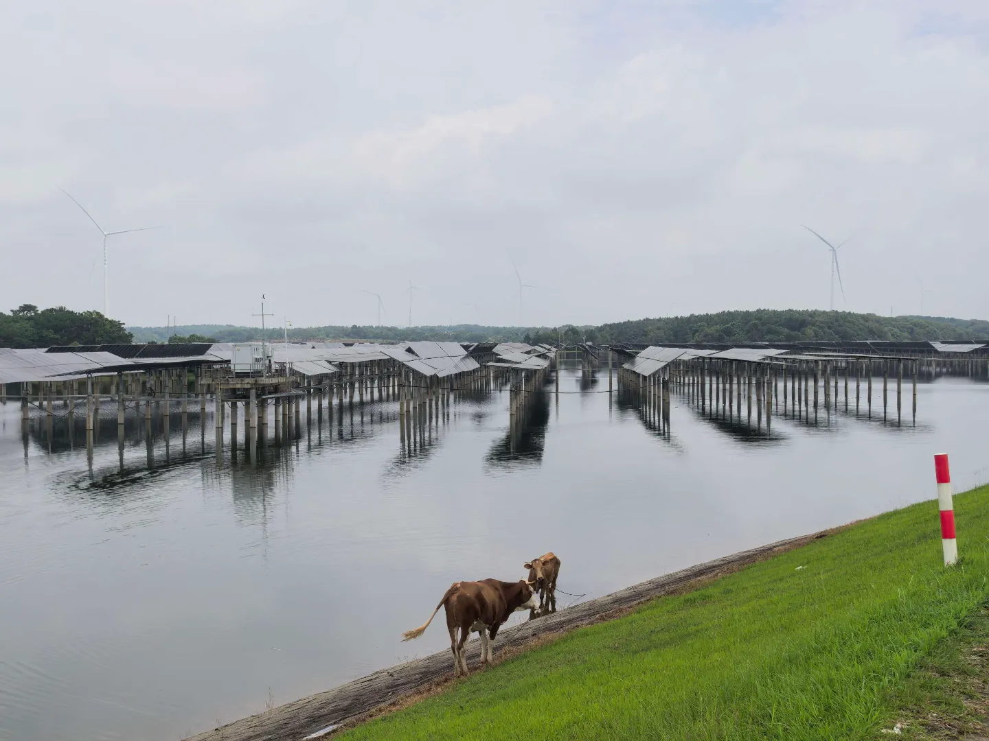 Solar tracker arrays above an aquaculture site with cattle and wind turbines